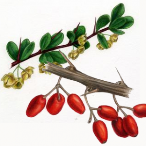 Барбарис обыкновенный – Berberis vulgaris L.